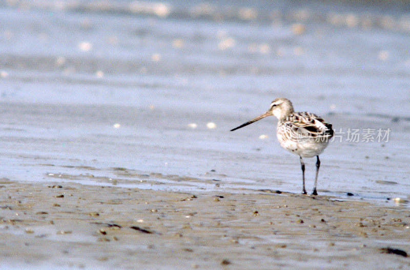 冬季羽毛的条尾干白鲑(Limosa lapponica)